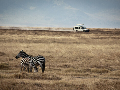 Zebra nel parco di  Ngorongoro