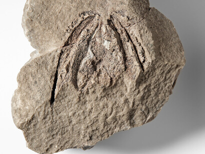 Fossile Fische und Amphibien. Courtesy of Museum für Naturkunde