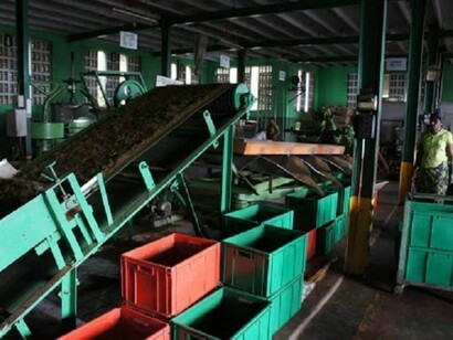 Un'azienda di lavorazione del tè