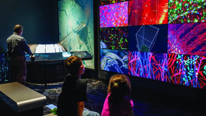 Your Brain. Courtesy of The Franklin Institute