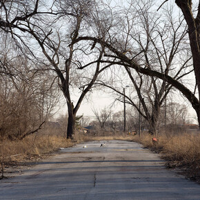 Paul Seawright, Untitled (Cat), 2015, Pigment print – framed and unmounted, 81.2 x 109 cm, 32 x 42.9 in, image courtesy of the artist and Kerlin Gallery, Dublin