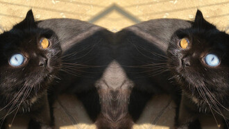 No sé qué quiere decir que dos gatos negros con heterocromía te observen con fijeza