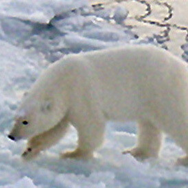 El USS Honolulu fue el submarino número 24 de la clase Los Ángeles y el primer diseño original de su clase en visitar la región del Polo Norte. Los osos se acercaban a inspeccionar. 2003