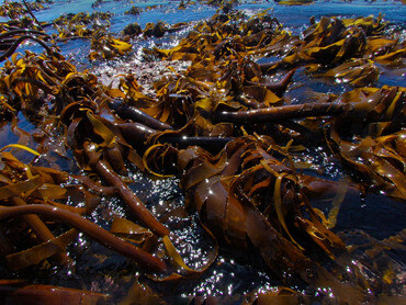 The brown seaweed Ecklonia maxima