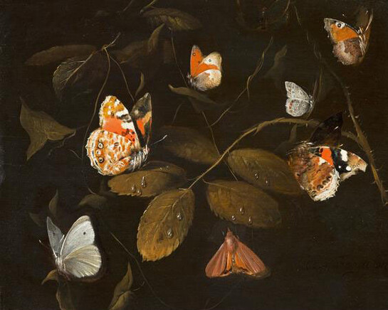 William Gouw Ferguson, Six Butterflies and a Moth on a Rose Branch