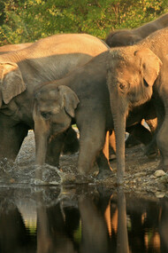 Pinnawala Elephant Sanctuary