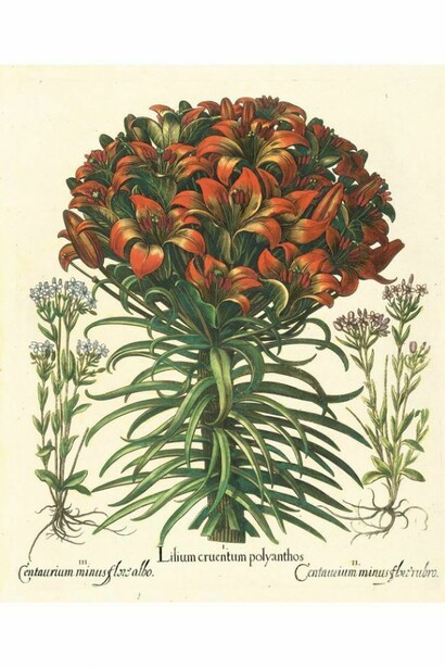 Hortus Eystettensis di Basilius Besler
