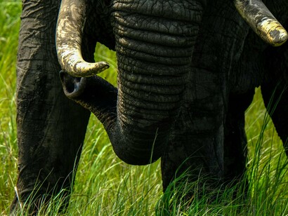 An elephant moving forward with its tusks prominently displayed, representing the ivory trade that fuelled centuries of exploitation across the continent
