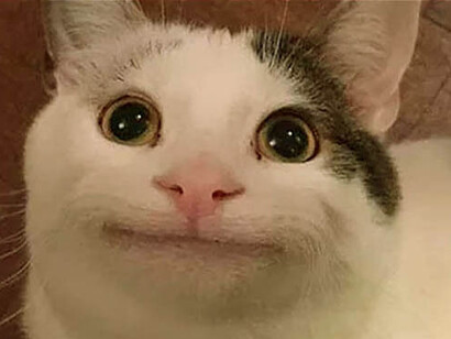 A meme featuring a cat, commonly used to convey humor or relatable situations