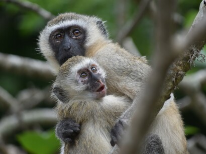 Noi esseri umani abbiamo in comune con le scimmie, in particolare gli scimpanzé,  più di quanto abbiamo in comune con ogni altra specie animale vivente