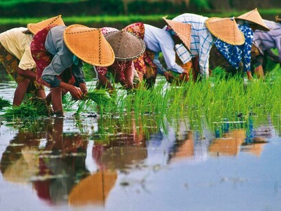 Vietnam. Zona agrícola