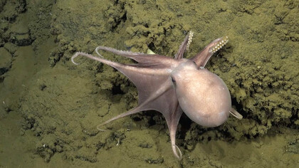 Pulpo observado en el afloramiento rocoso Colina El Dorado, en la costa de Costa Rica