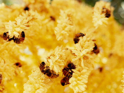 Bees pollinate both wild and cultivated plants