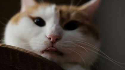 I gatti sono probabilmente i re dei meme. Sono noti per le loro espressioni facciali particolari, i comportamenti strani e il mix di dolcezza e atteggiamenti "superiori". Meme famosi includono "Grumpy Cat", "Nyan Cat", e "Cat Vibing" (il gatto che balla con gli occhiali da sole)