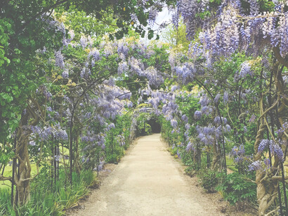 I perceived aromas of exotic flowers, in my imagination, and my angst was soothed