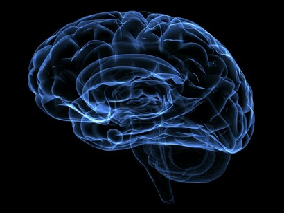 El cerebro humano