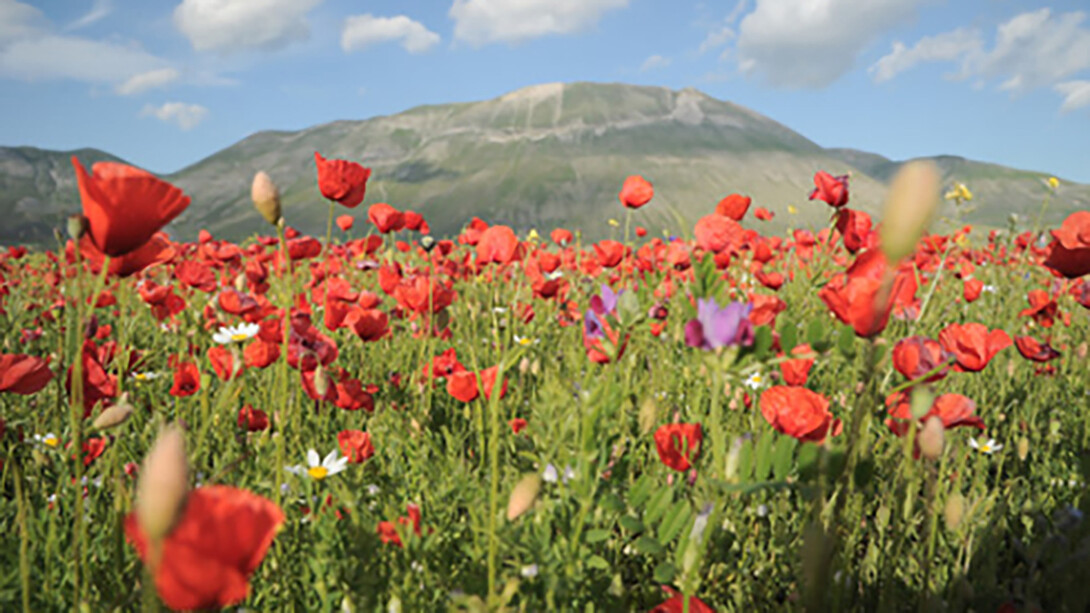 Umbria Green Festival 