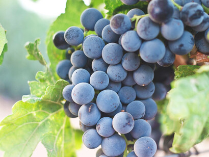 In the essence of Spain's Manzanares vineyards with our premium selection of grapes, handpicked to ensure exceptional taste and satisfaction