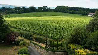 A beautiful and peaceful vineyard in Great Britain near the South East of England