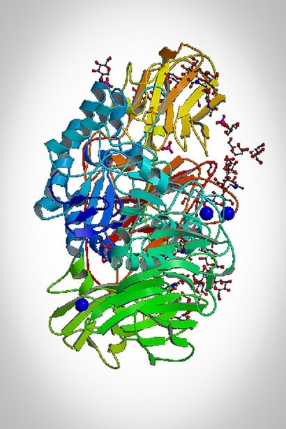 Bêta-galactosidase. Le site catalytique de la protéine n’a pas d’emblée une forme complémentaire à celle de son substrat et c’est à l’arrivée de celui-ci à proximité que le site devient complémentaire