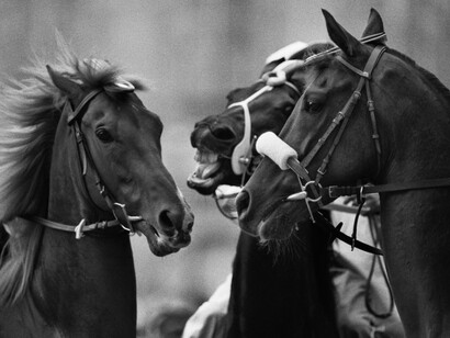 Palio di Siena, Sole Rosso