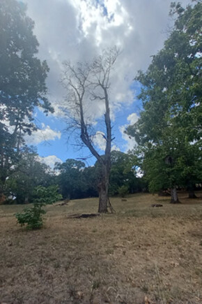 Albero malato di Phytophthora cinnamomi. Credits: Matteo Bertozzi Hnee University of Sustainable Development of Eberswalde 