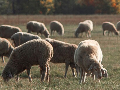 La stagionatura esalta profumi complessi e una pasta compatta dal colore giallo man mano più intenso