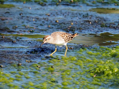 Wetlands are sources of food for humans, animals, and insects