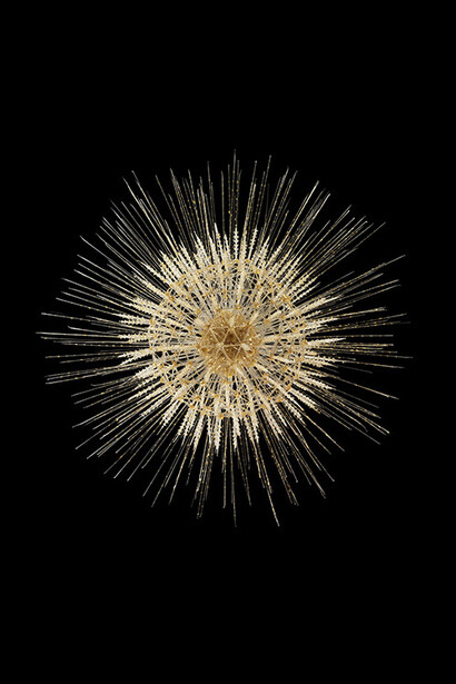Leopold & Rudol Blaschka, Aulosphaera elegantissima. Guido Moca co © 2013 With the courtesy of the Natural History Museum of Dublin, Ireland