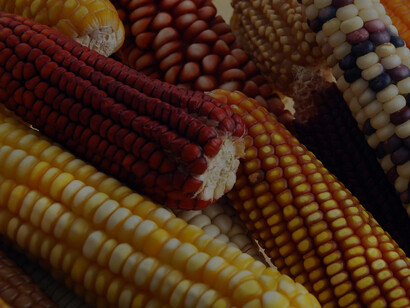 El maíz es una gramínea anual originaria de Mesoamérica