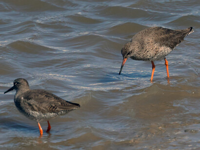 Common Redshanks at Crossness (c) Gehan de Silva Wijeyeratne