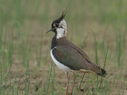 Una pavoncella