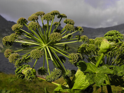 Angelica Archangelica