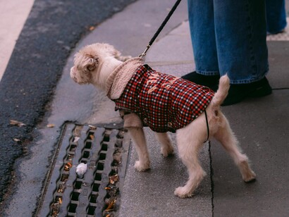  Il progetto di legge si basa sull'idea di promuovere il rispetto e il riconoscimento dei diritti degli animali, seguendo l'esempio di altri Paesi che già permettono la presenza di animali in luoghi istituzionali