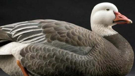 Barry Woodcraft, ‘Blue Phase Snow Goose’, 23 x 41 x 17 cm, Tupelo wood, acrylic and oil