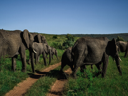 Elefanti in Africa