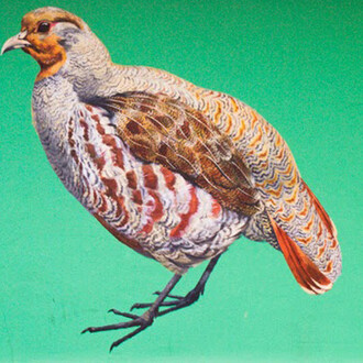 South Action Street Art. Courtesy of W3 gallery