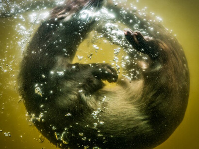 British Wildlife Photography Awards 2017. Courtesy of Horniman Museum and Gardens