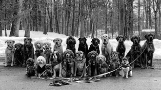 Grupo de perros posa para su paseador