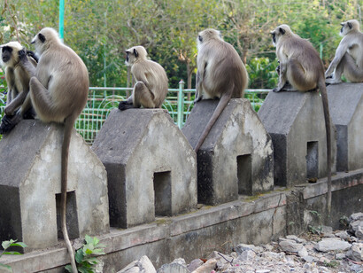 Un gruppo di Semnopithecus entellus, India
