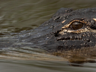 Crocs. Courtesy of Museum of Science