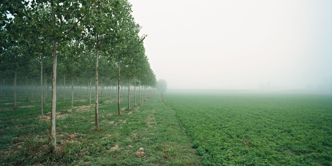 Paolo Simonazzi, Portiolo San Benedetto Po (MN), 2007