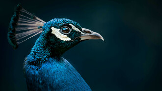 Pavone e Yazidi. Il mondo degli yezidis è stato creato dall’angelo supremo, adorato nella forma simbolica di Pavone e conosciuto come Malak Tawus