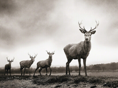 Graeme Purdy. Courtesy of Woolff Gallery