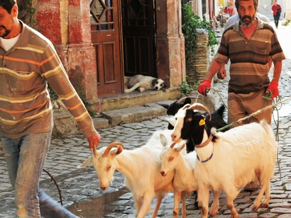 Ayvalik, Turquía. Cabrero en el centro del pueblo. Foto: Sabrina Guitart