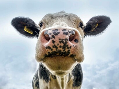 Cow looking serene even though their milk could contribute to Alzheimer's disease