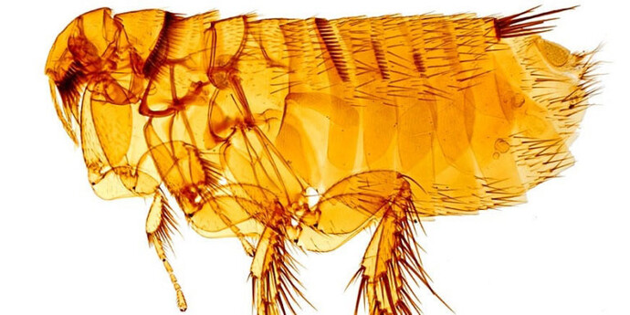 Entomology collections. Courtesy Natural History Museum 