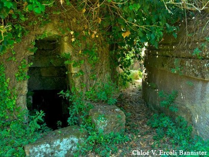 La Banditaccia has not only tombs but also vegetation