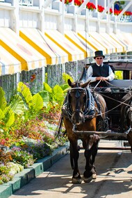 Horse-drawn carriage passing by blooming gardens, portraying Mackinac Island’s transportation tradition preserved for more than a century