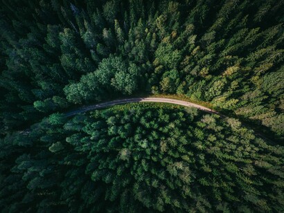 Un bosco non è solo un insieme di alberi